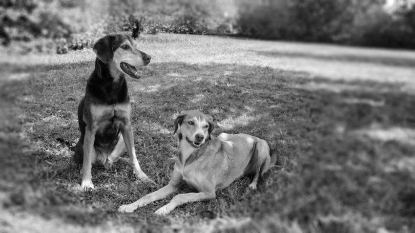 Hundefotografie bei Lenny’s Lerntreff - Die freundliche Hundeschule mit Herz 