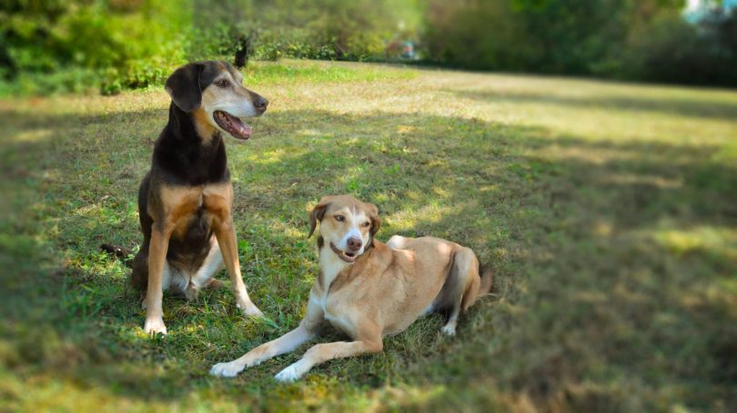 Hundefotografie bei Lenny’s Lerntreff - Die freundliche Hundeschule mit Herz 