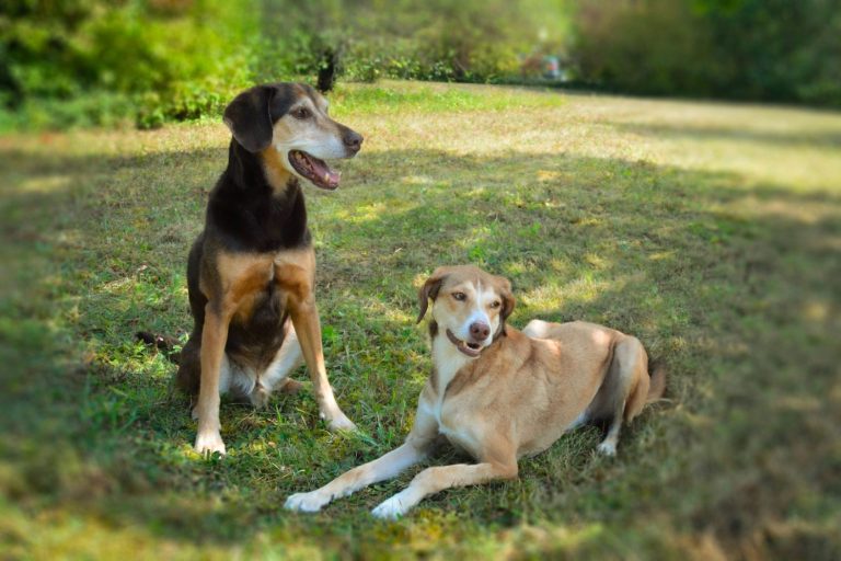 Hundetraining bei Lenny's Lerntreff - Die freundliche Hundeschule mit Herz