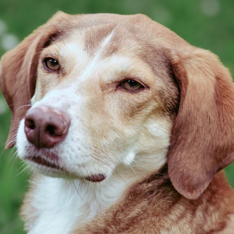 Lenny‘s Lerntreff - Die freundliche Hundeschule mit Herz.