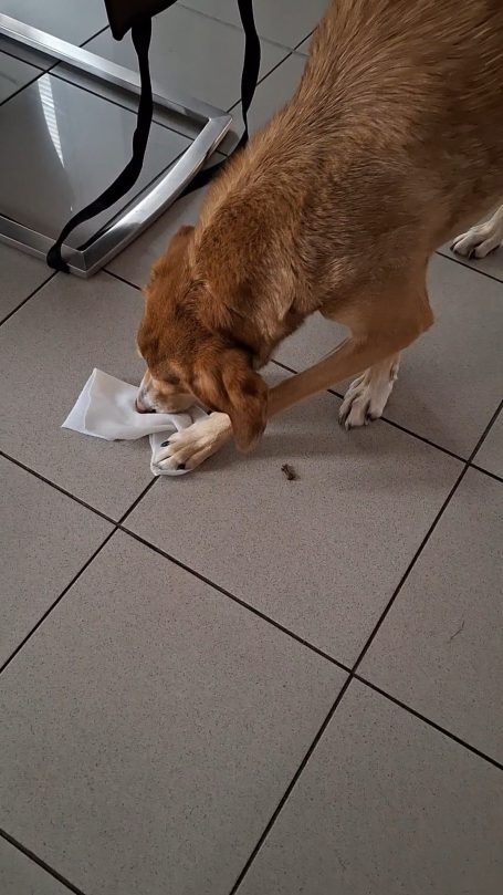 Beschäftigungsspiel Beschäftigungsspiel