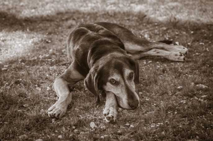 Hundefotografie bei Lenny’s Lerntreff - Die freundliche Hundeschule mit Herz 