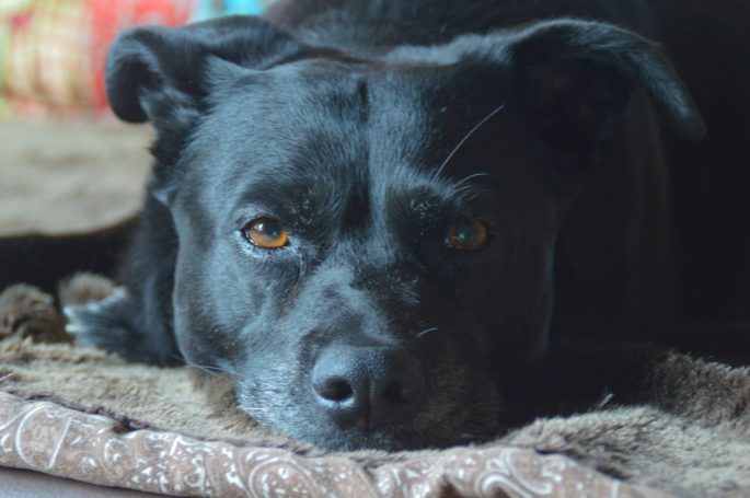 Hundefotografie bei Lenny’s Lerntreff - Die freundliche Hundeschule mit Herz 