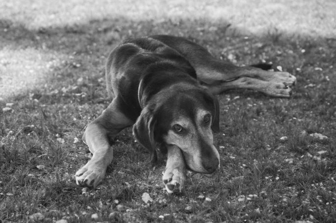 Hundefotografie bei Lenny’s Lerntreff - Die freundliche Hundeschule mit Herz 