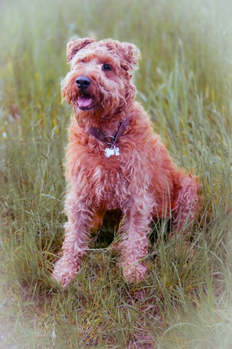 Hundefotografie bei Lenny’s Lerntreff - Die freundliche Hundeschule mit Herz 