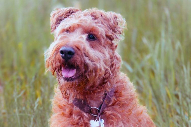 Junghundekurs bei Lenny's Lerntreff - Die freundliche Hundeschule mit Herz